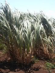 Sugar Cane Plant - US Geological Survey - wikipedia commons