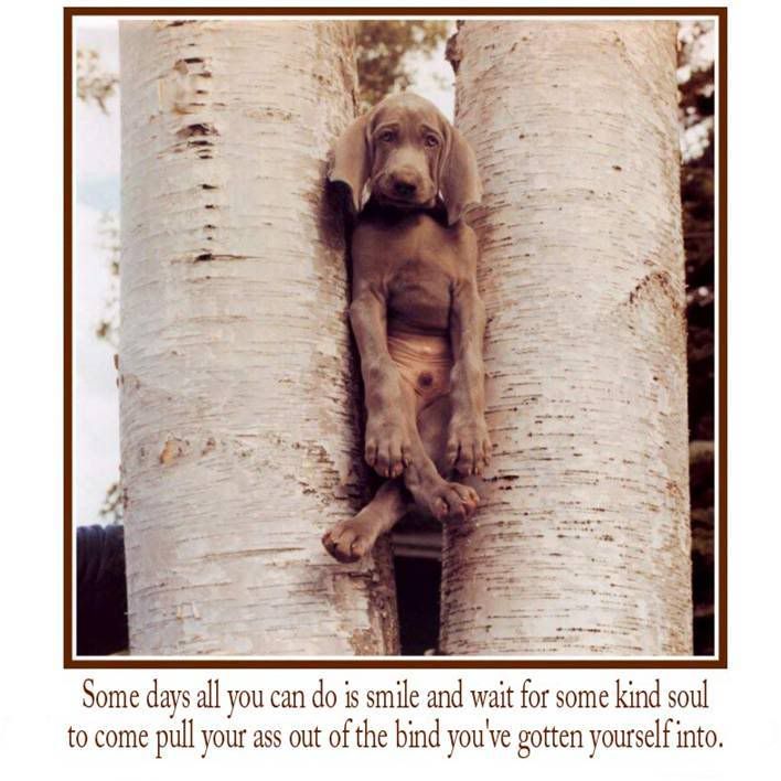 dog-in-tree.jpg