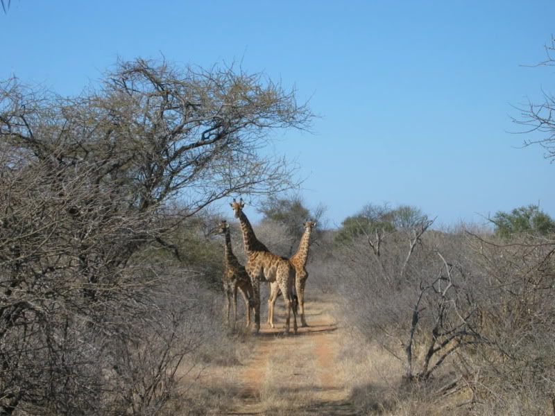 Afrika2008003.jpg