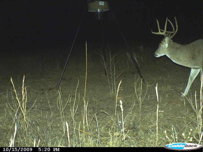 Feeders.... Do they scare deer or really work?? Archery Talk Forum