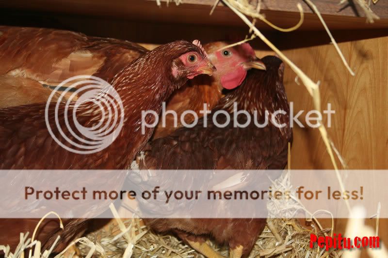 foto gallina y gallo ecologicos