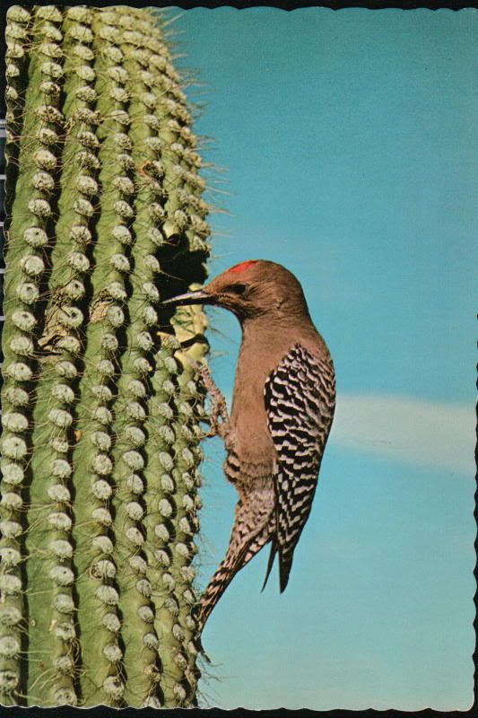 SAGUARO AZ Gila Desert Woodpecker Giant Cactus Postcard Old Arizona PC 