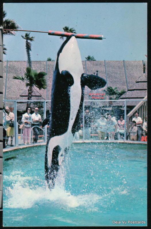 SAN DIEGO CA Sea World Shamu Killer Whale High Jump Vtg  