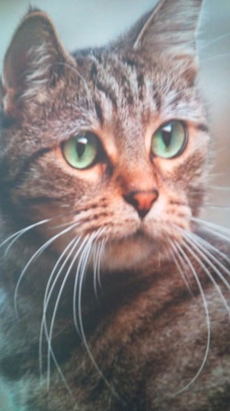 miaooo.jpg