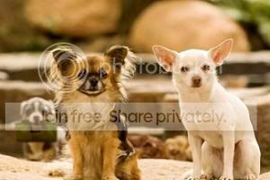 Perdido pra cachorro