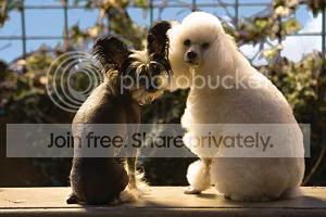 Um hotel bom pra cachorro