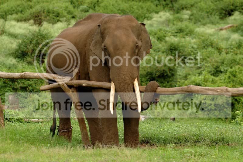 lazy_elephant.jpg