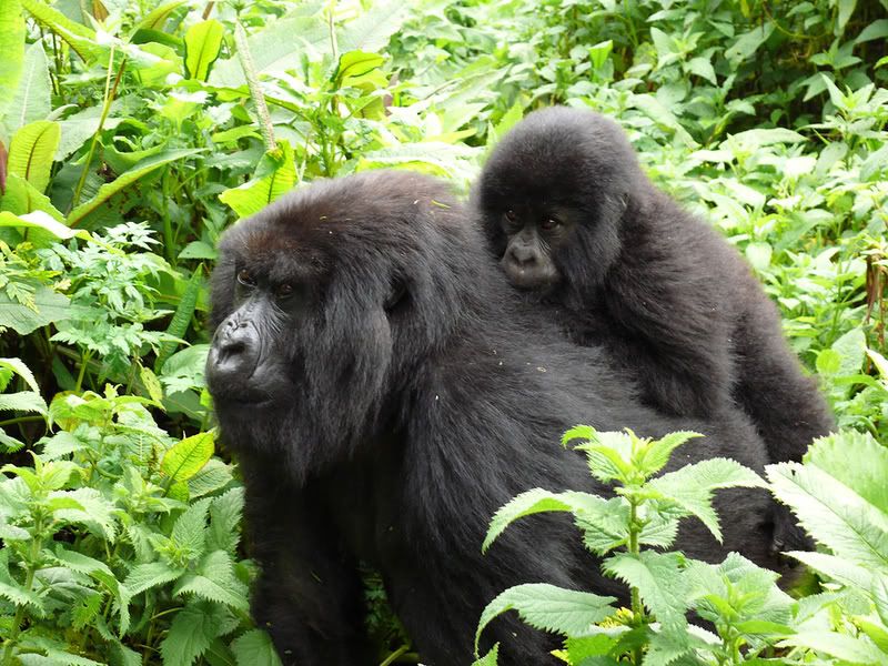 Mountain Gorilla with baby